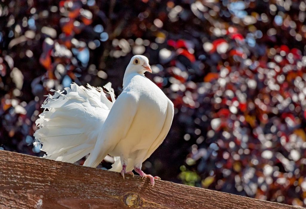 pigeon, white, peacock-1494064.jpg