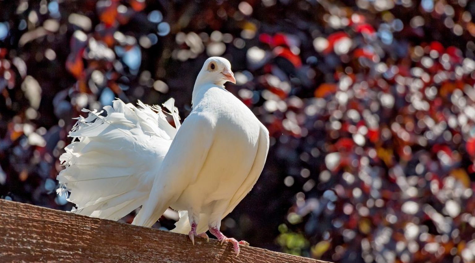 pigeon, white, peacock-1494064.jpg