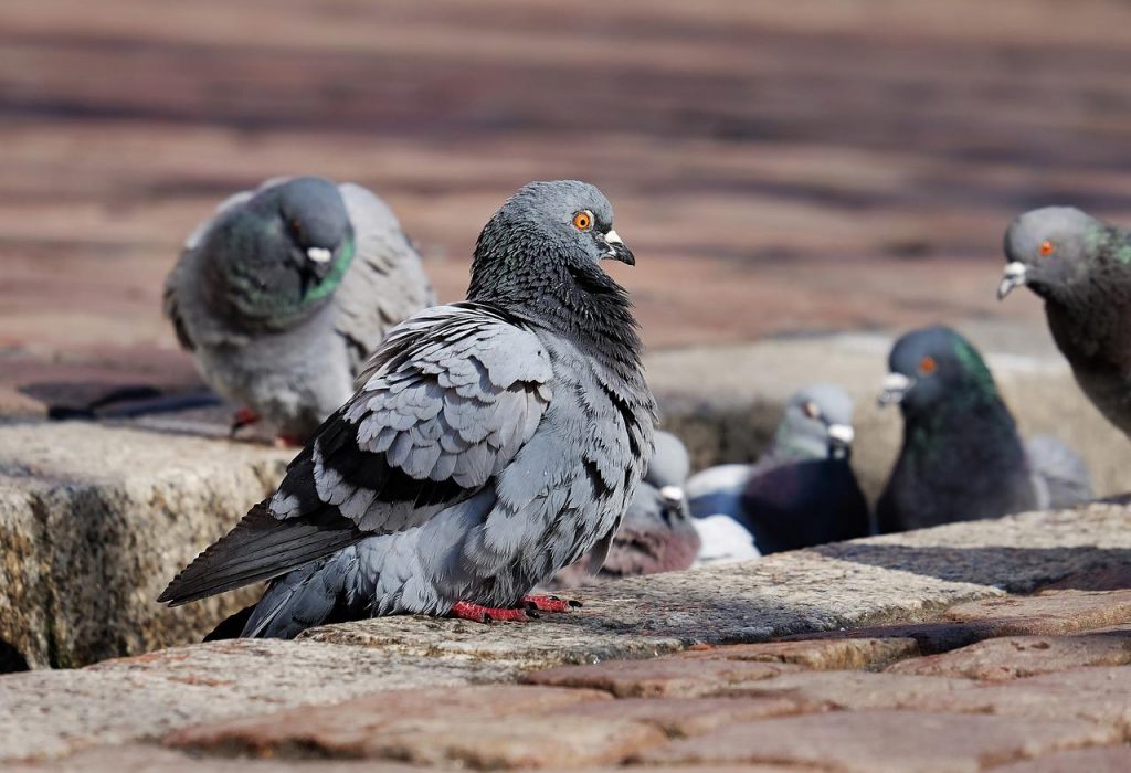 pigeons, birds, perched-3268990.jpg